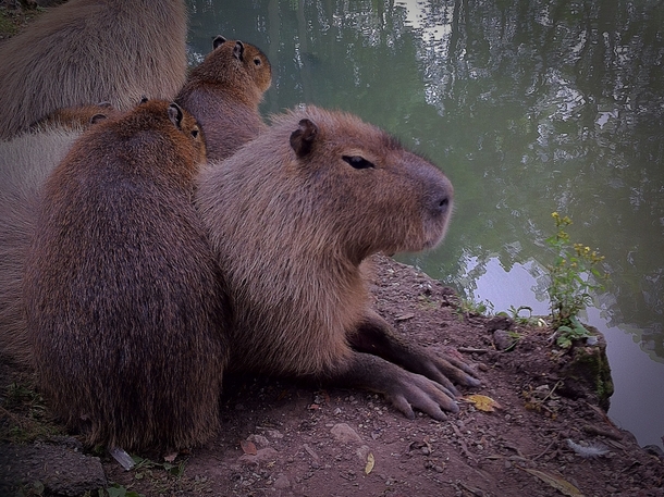 Capybaras hydrochoerus hydrochaeris - North Yorkshire England 