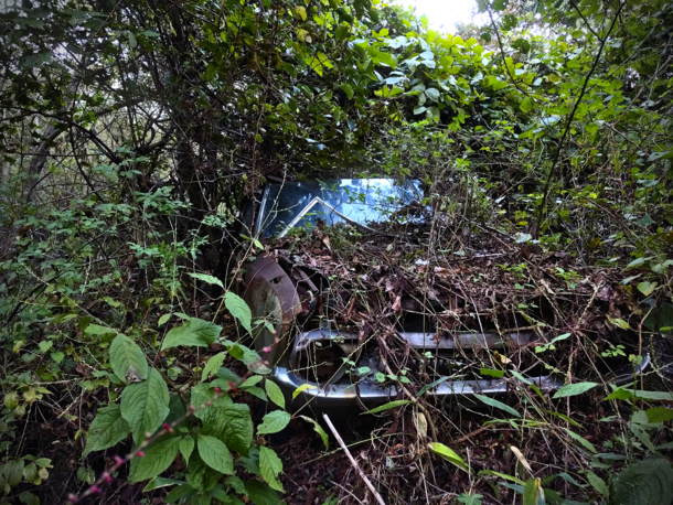 car in the woods 