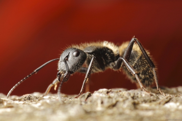 Carpenter ant camponotus 