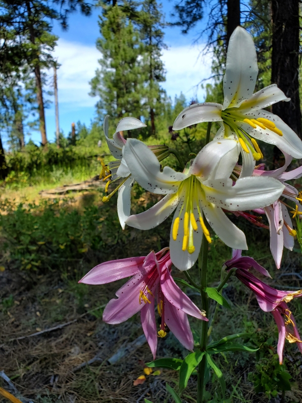 Cascade Lily blooming in the Oregon desert have got to be the most fragrant flower in the region x OC