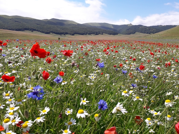 Castelluccio Di Norcia Umbria Italy Every July this high mountain plateau explodes into colour Taken at am  