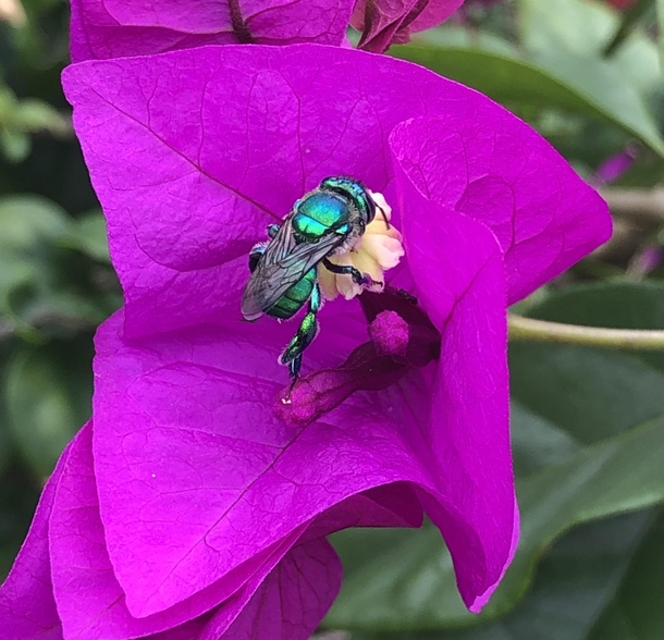 Caught this bee in the Bougainvillea