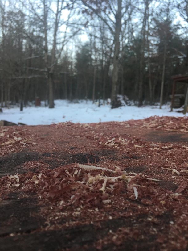Cedar shavings against snowy background
