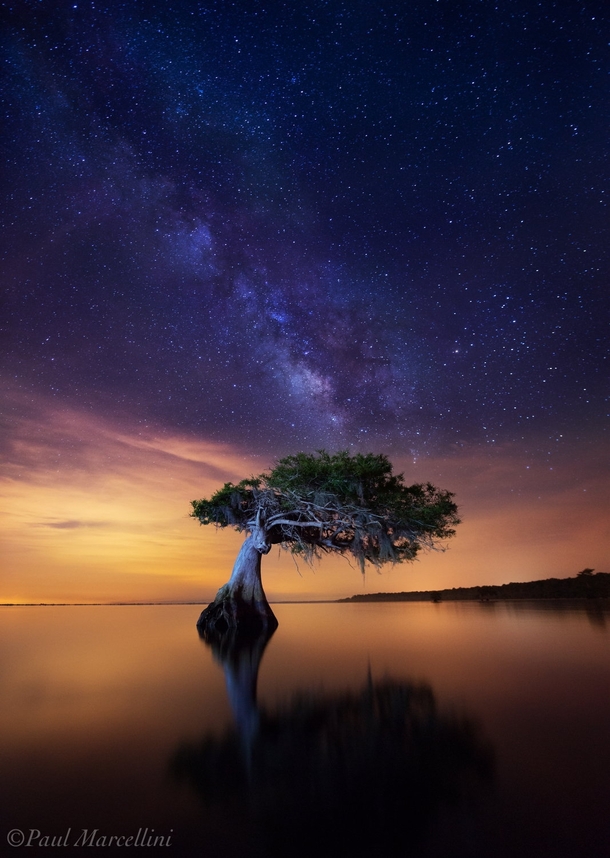 Celestial Cypress by Paul Marcellini photo taken in Florida 