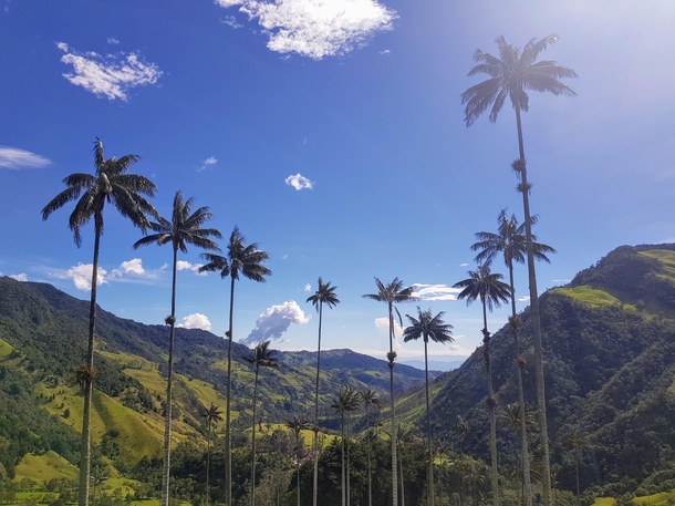 Ceroxylon quindiuense Palma de Cera palma in Cocora Valley Colombia Talles palm trees in the world 