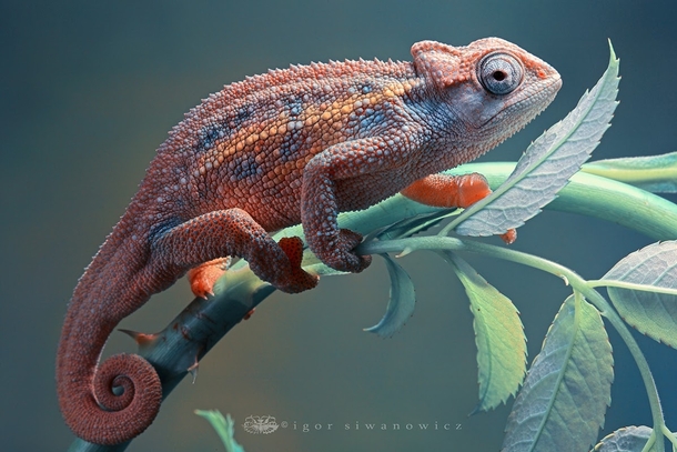 Chameleon Photo by Igor Siwanowicz 