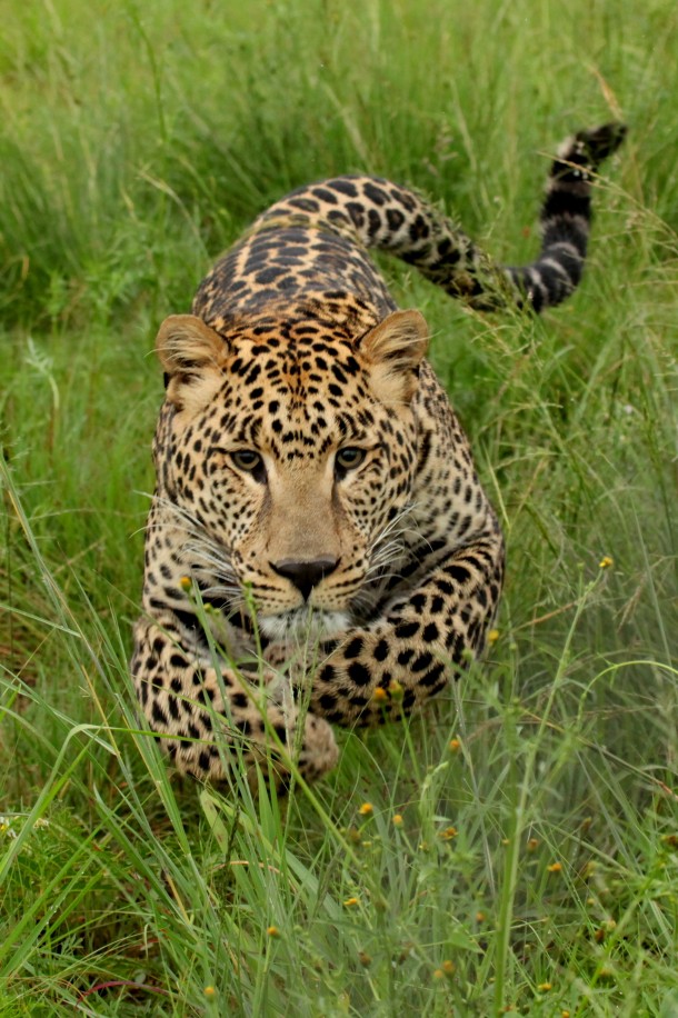 Charging leopard 
