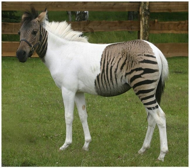 Check out this zorse 