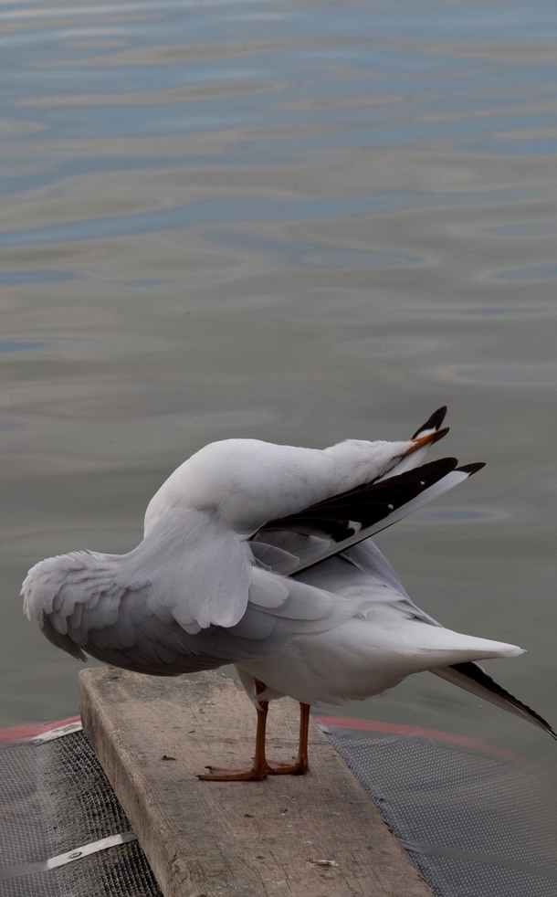 Check this seagull pretzeling himself Does he have no shame