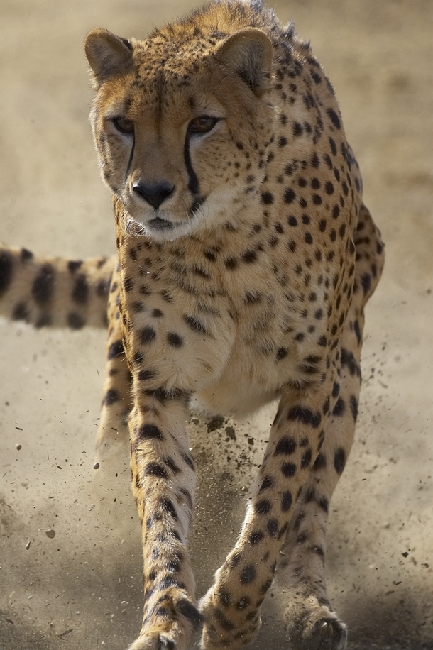 Cheetah Acinonyx Jubatus 