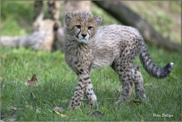 Cheetah Cub Acinonyx jubatus 