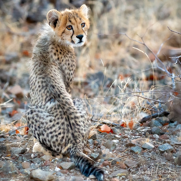 Cheetah Cub Acinonyx jubatus - Mashatu Game Reserve Botswana 