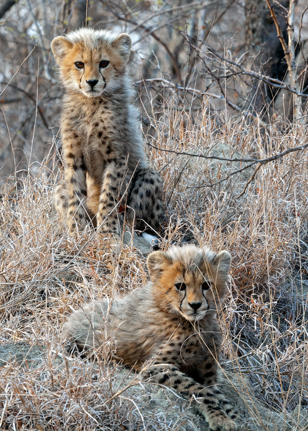 Cheetah Cubs Acinonyx jubatus 