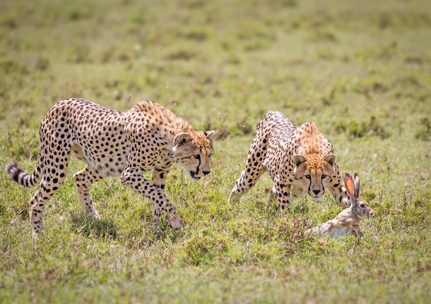 Cheetah juveniles practice hunting with wounded Hare in the Serengeti - photo by John Fielding 