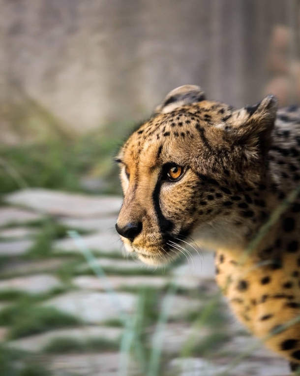 Cheetah or Acinonyx jubatus 