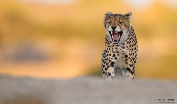 Cheetah Yawn by Hendri Venter 