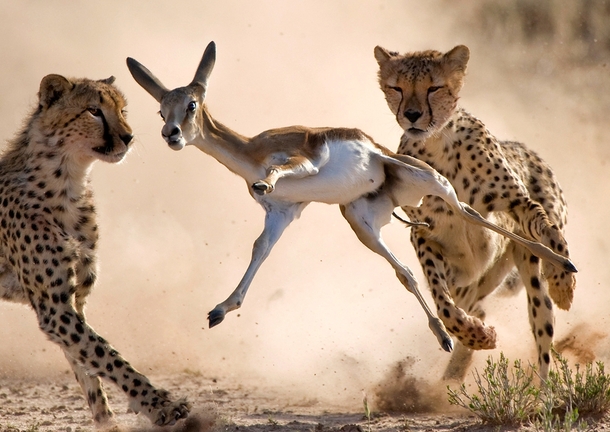 Cheetahs chasing a Springbok  Photo by Bridgena Barnard
