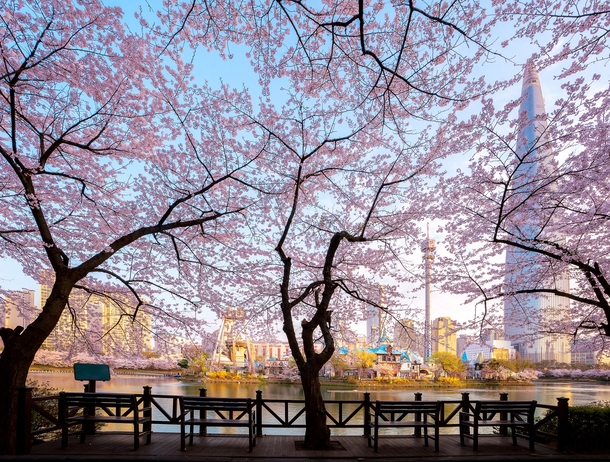 Cherry blossoms around Seokchon Lake Park obscuring the Lotte World Tower Seoul South Korea 