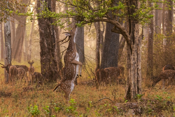 Chital Deer also known as a Spotted or Axis Deer Axis Axis in Nargarhole India 