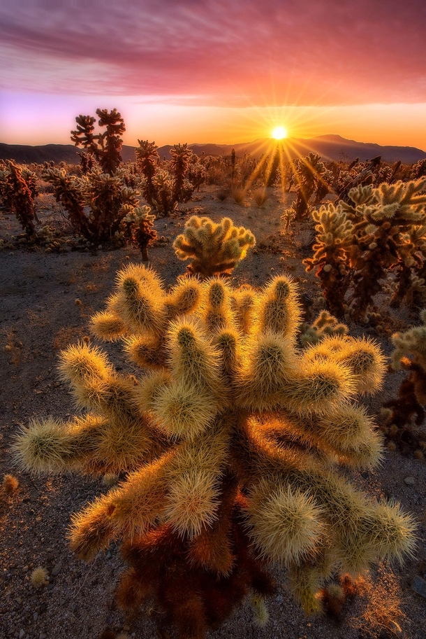 Cholla Needles catching first light in Joshua Tree National Park CA USA 