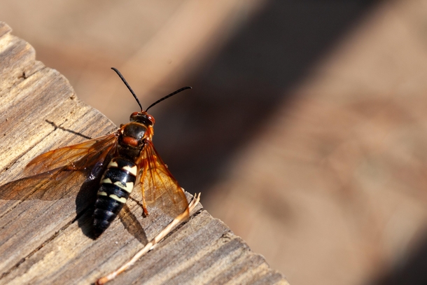 Cicada Killer Giant Wasp