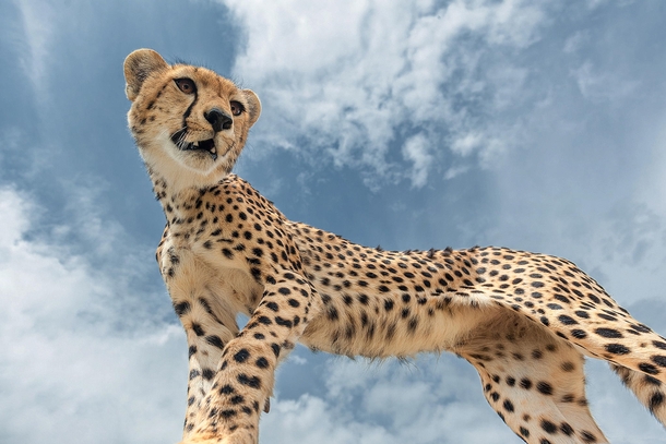 Close encounter with a sub-adult male cheetah Acinonyx jubatus  photo by Marc MOL