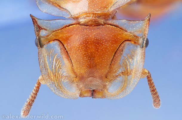 Close up of the Head of the Golden Turtle Ant 