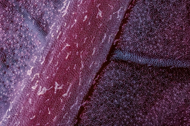 Close up of under side of Begonia rex leaf 