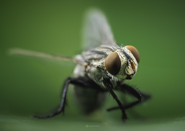 Closeup of a house fly