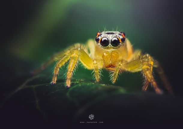 Closeup of a Telamonia jumping spider
