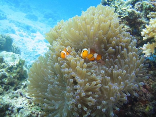Clownfish Amphiprioninae in anemone 
