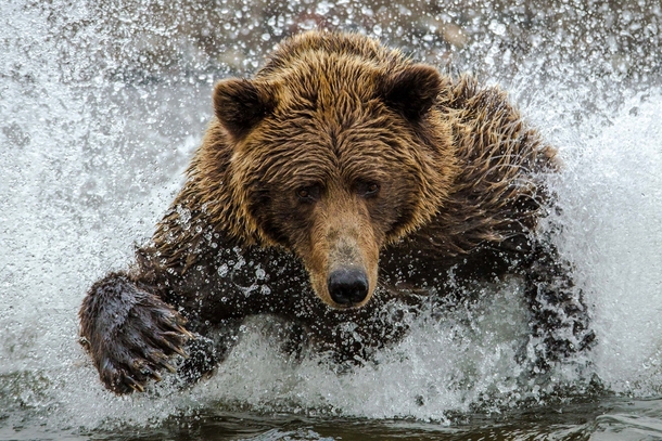 Coastal Alaskan Brown Bear charges through the water while hunting salmon in Lake Clark National Park and Preserve 