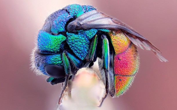 Colorful Fly x-post from rMacroPorn 