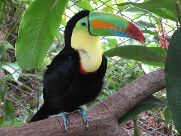 Colorful toucan 