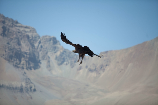 Condor over Valle Nevado Los Andes Chille 