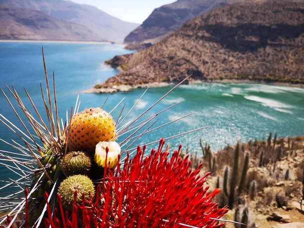 Copao Cactus and Quintral Puclaro Dam - Coquimbo Region Chile 