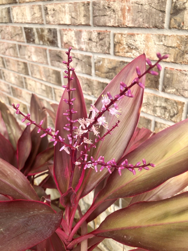 Cordyline plant blooming