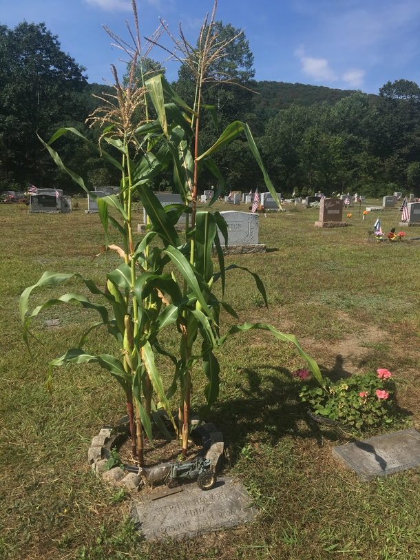 Corn planted instead of flowers in memory of this farmers gravestone