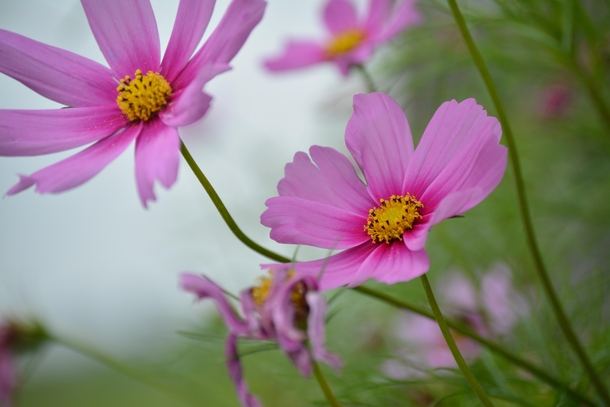 Cosmos on a cloudy day