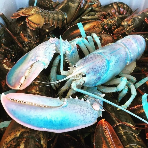 Cotton Candy lobster -  in  million catch Donated to the Huntsman Marine Science Center