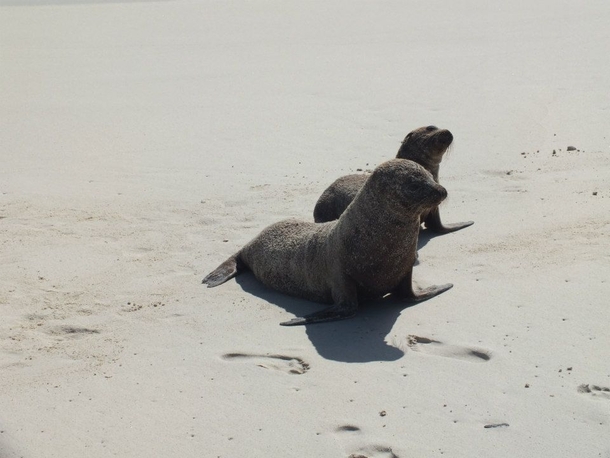 Couple of sand covered sea lions from the Galapagos 