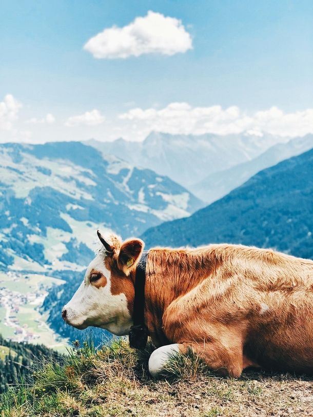 Cow in the Austrian Alps 