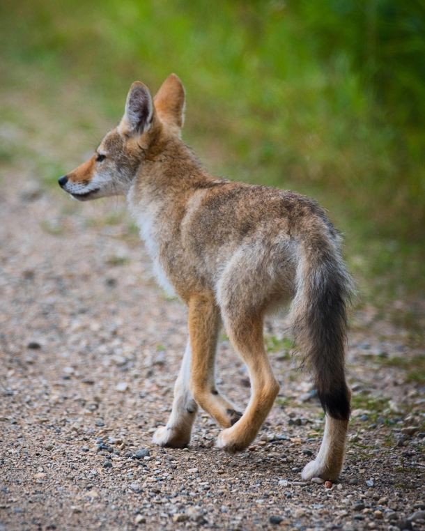 Coyote on the side of the road - Riding Mountain National Park 