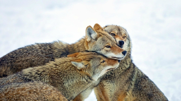Coyotes in the cold Canis latrans 