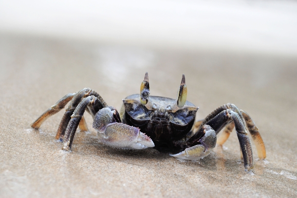 Crab in Kauai Hawaii 