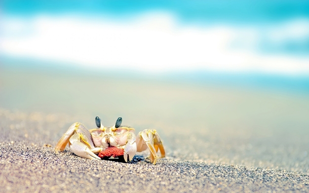 crab on the beach 