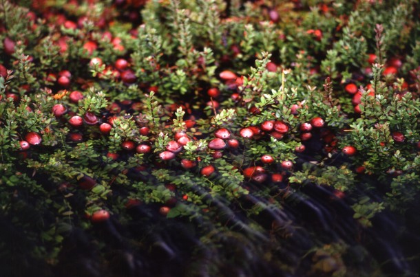 Cranberries Vaccinium macrocarpon in the Bog 