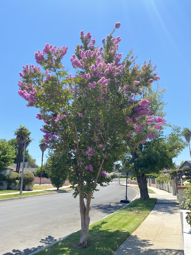 Crape Myrtle with lilac blooms