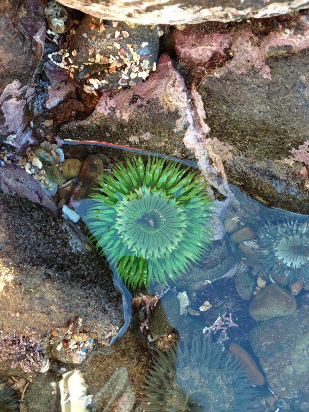Crazy Neon Green Sea Anemone I saw at the TidePools today 
