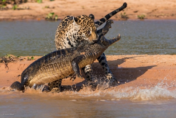 Crazy photo of a Leopard fighting a Crocodile with permission of photographer Justin Black 